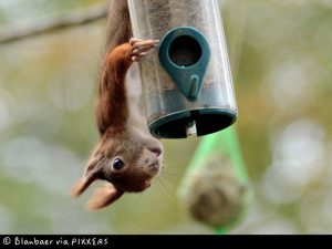 Siegerbild "Tiere in meinem Garten 2018"