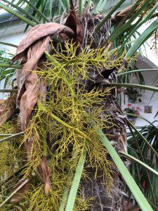 Die Blüte der Hanfpalme