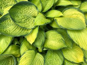 Hosta Gold Standard