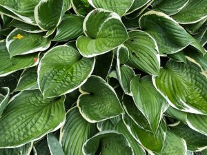 Weißrand-Hosta Pilgrim