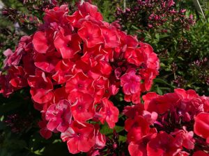 Besonders leuchtende Farben der Phlox Redivivus