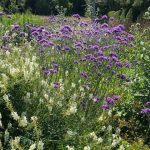 Eisenkraut (Verbena bonariensis)