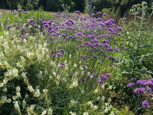 Eisenkraut (Verbena bonariensis)