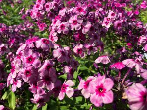 Der russische Phlox Mr JKS960