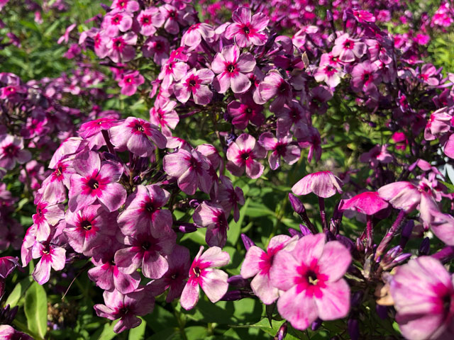 Ein Sommer Ohne Phlox Muss Ein Irrtum Sein Biogartner