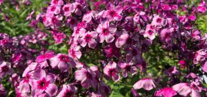 Der russische Phlox Mr JKS960