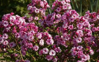 Schneeweißchen und Rosenrot - der Gewürznelkenphlox