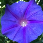 Trichterwinde (Ipomoea)