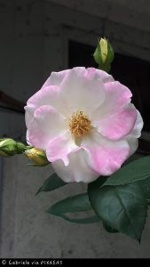 Gewinnerin "Rosenwettbewerb 2018"