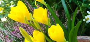Sternbergia - der Goldkrokus