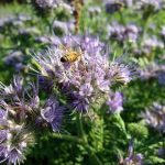 Phacelia