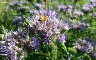 Phacelia