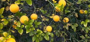 Bitterorange (Poncirus trifoliata)
