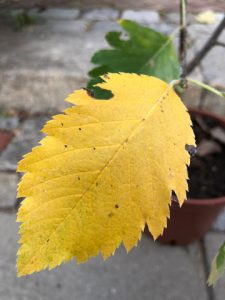 Österreichische Mehlbeere - Herbstfärbung