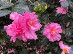 Camelia Sasanqua