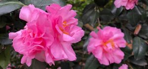 Camelia Sasanqua