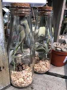 Garten im Glas