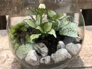 Garten im Glas
