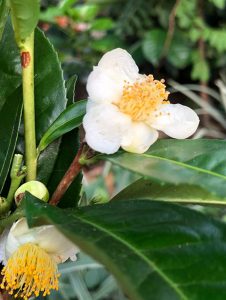 Teestrauch - Camelia sinensis - Blüte