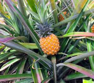 Victoria Ananas