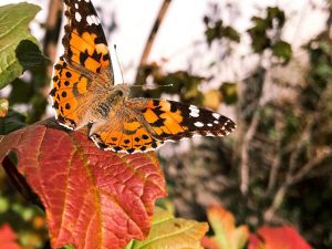 Siegerbild "Bunte Blätter" (Userin Honeybee)