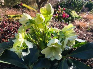 Helleborus - Schneerosen
