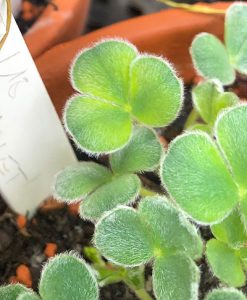 Oxalis Purpurea