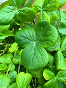 Oxalis bowiei