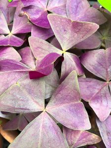 Oxalis triangularis