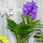 Vanda in der Vase