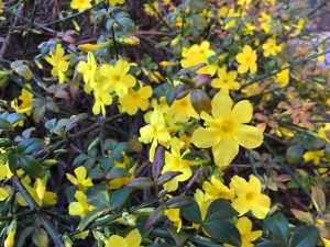 Winterjasmin