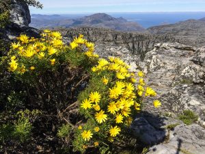 Südafrika - Blick vom Tafelberg