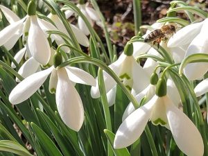 Schneeglöckchen mit Biene