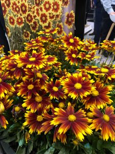 Coreopsis-Mädchenauge-UpTick