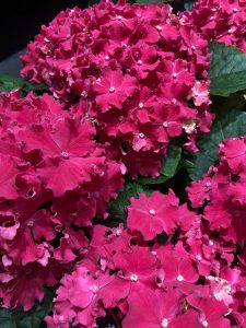Hortensie Sparkle-Hot-pink