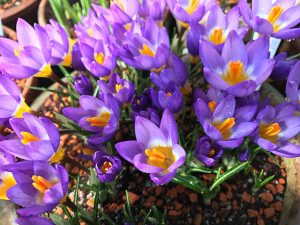 Krokusse