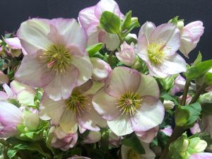 Lenzrose Ice N'Roses Picotee