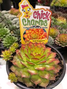 Sempervivum Golden Nugget