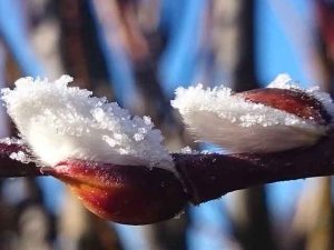 Siegerbild "Winterzauber in Ihrem Garten" von Andrea L.
