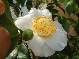 Camellia Yukimi guruma