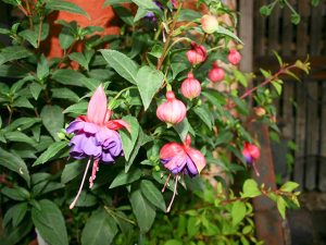 Fuchsie
