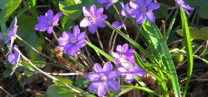 Leberblümchen (Hepatica)