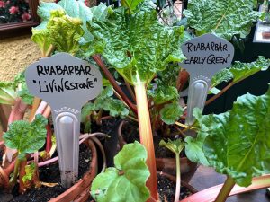 Rhabarber