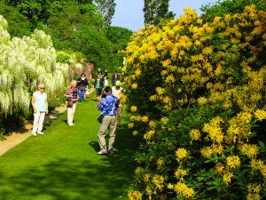 Azaleea ponticum - die duftendeste Frühlingspflanze