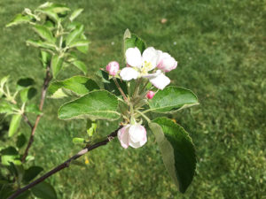 Apfelblüte