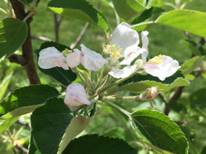 Apfelblüte
