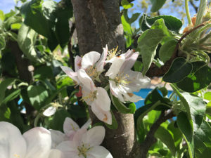 Apfelblüte
