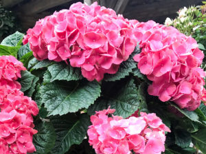 Hortensie
