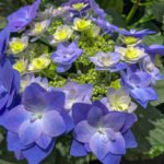 Blaue Hortensie