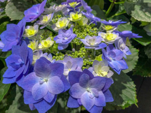 Blaue Hortensie